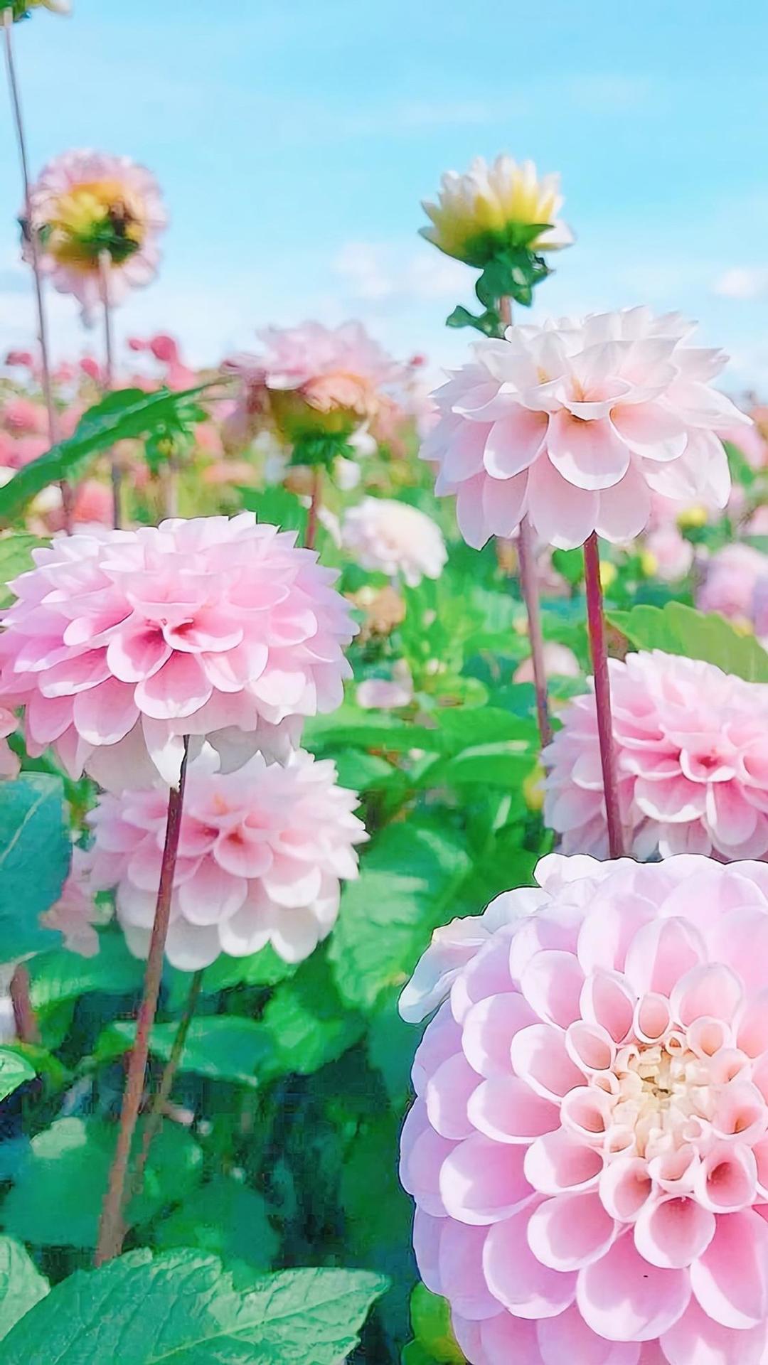 壁纸清新春日,壁纸春日清新