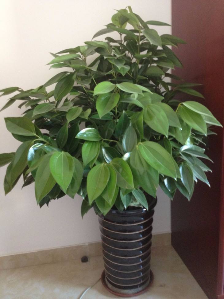 客厅就养这6种花好看好养还大气,适合客厅养的花满屋飘香