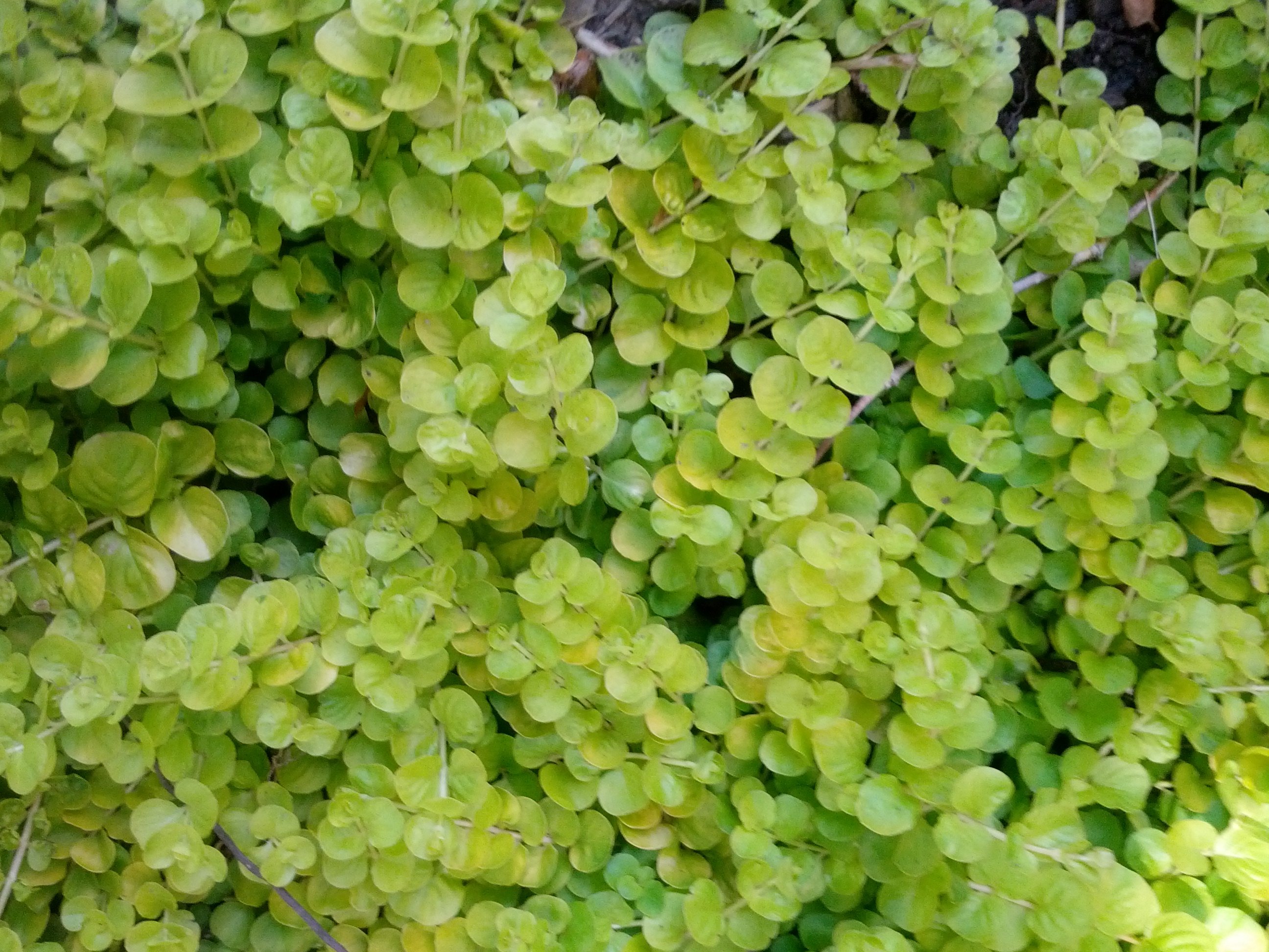 什么花适合送生日花,你的生日代表的花朵及寓意图片