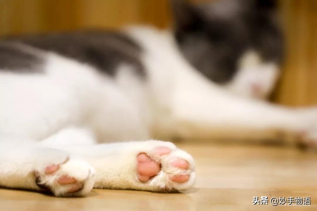 为什么总有人说养猫不如养小孩,年轻人不生孩子反而开始养猫了