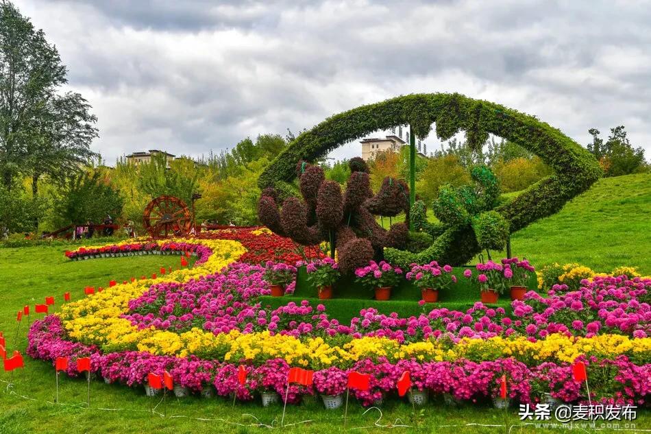 马跑泉公园有菊花展吗,庆祝菊花
