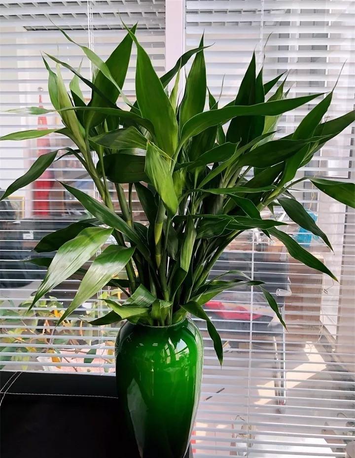 刚到家的花很好没多久就黄叶,买回来的花很快就蔫的原因