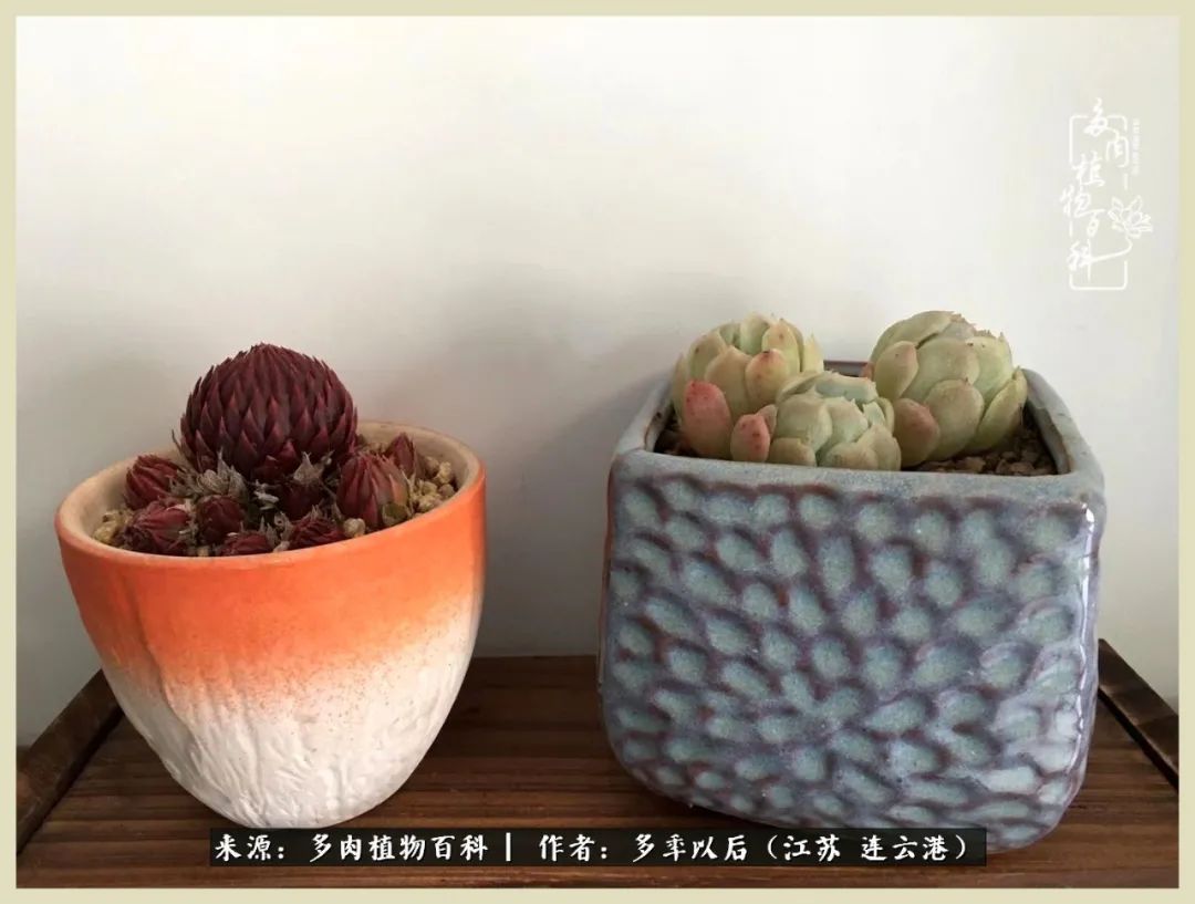 多去花前谈以后，少来月下忆当年