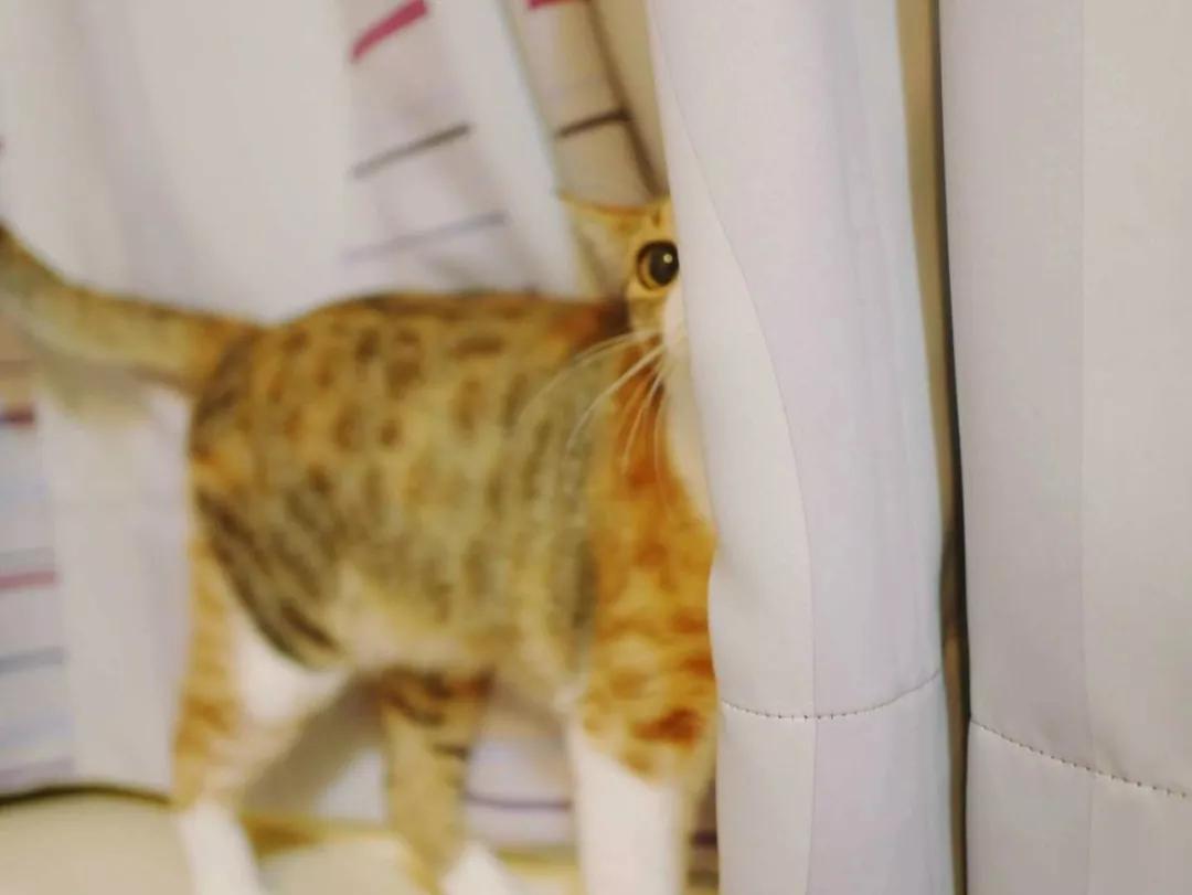 性格最温顺的小猫咪是什么,养一只超凶的小猫咪是什么体验