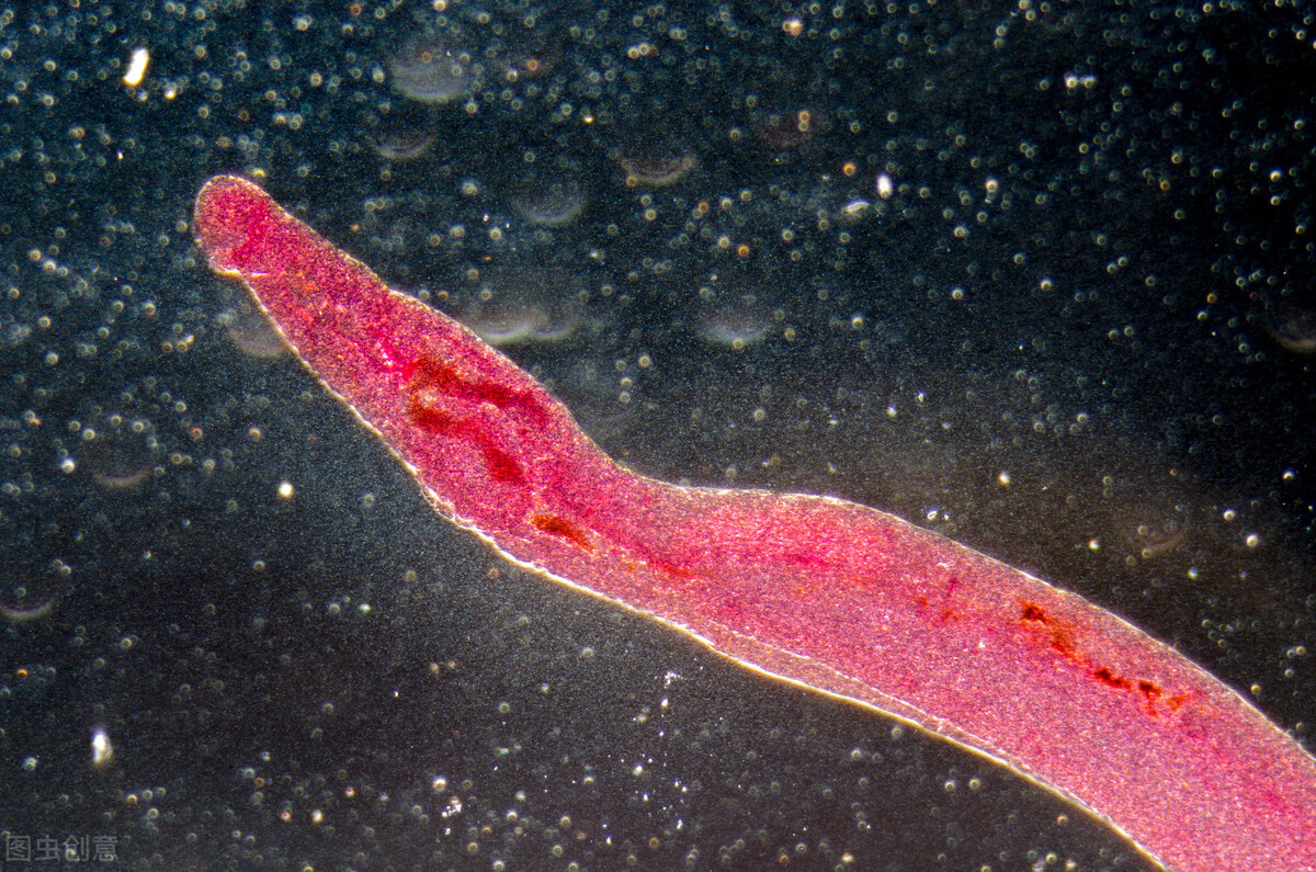 尖锐性湿疣是艾滋病和梅毒吗,尖锐湿疣和梅毒艾滋病有什么关系