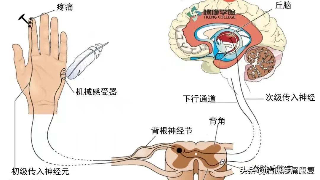 反射痛和牵涉痛,牵涉痛的特点