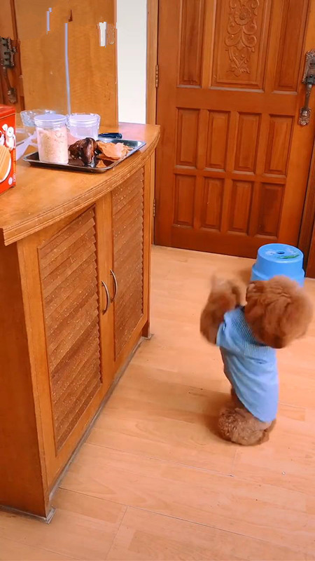 泰迪偷东西视频,泰迪的5个怪异行为