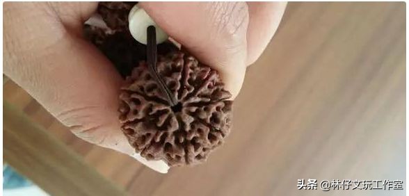 尼泊尔大金刚与落地红的简单区别,印尼大金刚就是落地红吗