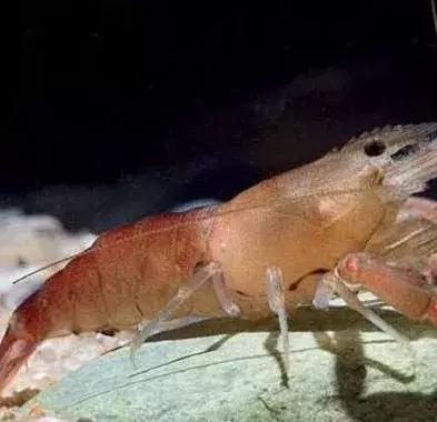 em菌菌种批发价格品牌,EM菌种