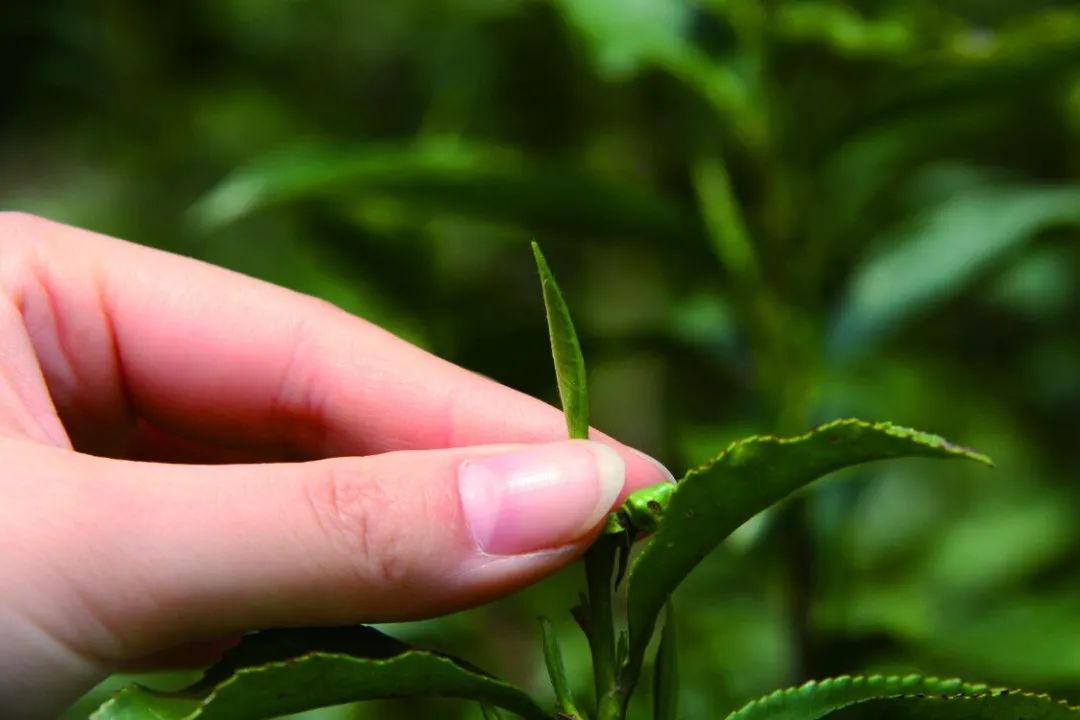 关于金骏眉茶叶的介绍,关于形容金骏眉茶的句子