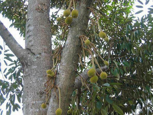 榴莲千层的秘密,关于榴莲的秘密榴莲为什么这么香