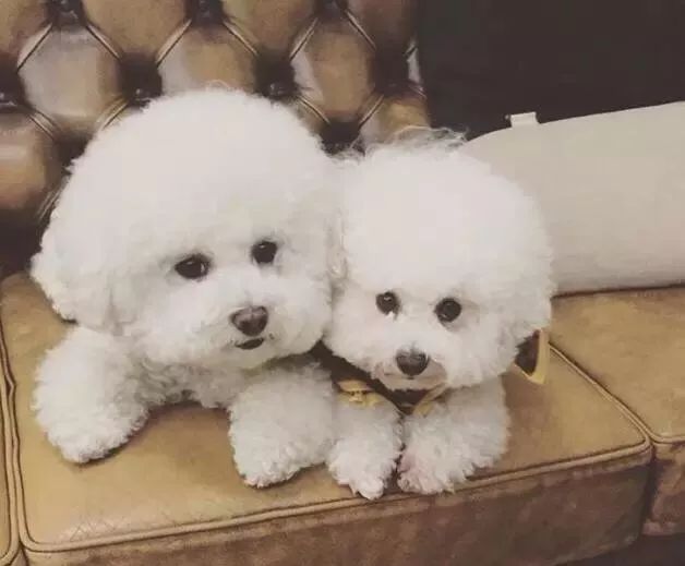 比熊这朵棉花糖，圆圆白白胖胖，是我的初恋情狗没错了