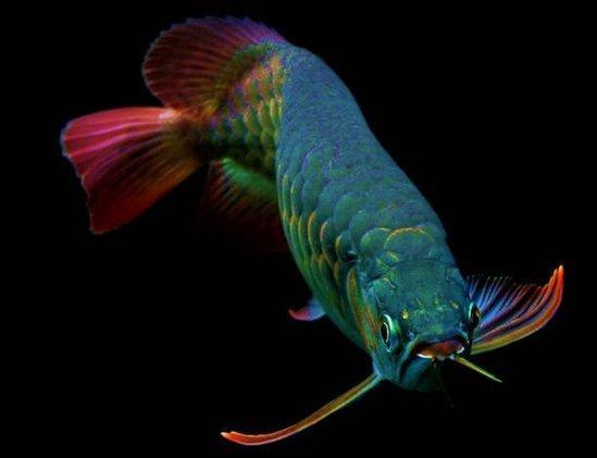 龙鱼常见疾病及治疗方法,龙鱼的常见疾病病因与治疗方法