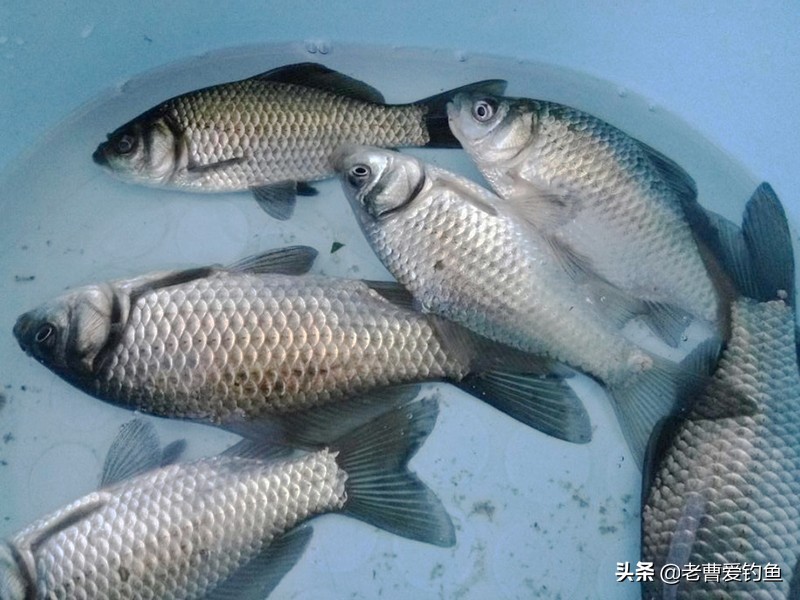 钓鱼时间久不代表能钓到，野钓时用好这些技巧，钓到鱼很轻松