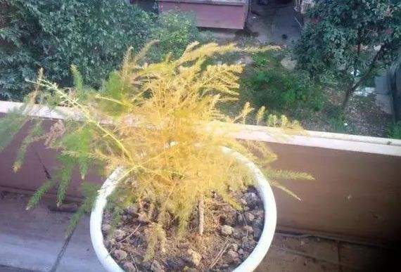 文竹叶子发黄干枯如何补救,文竹叶子发黄的原因与处理方法