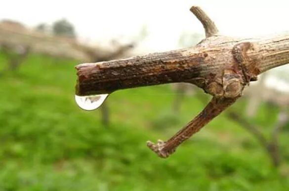 葡萄伤流是什么意思,葡萄病的特征和危害