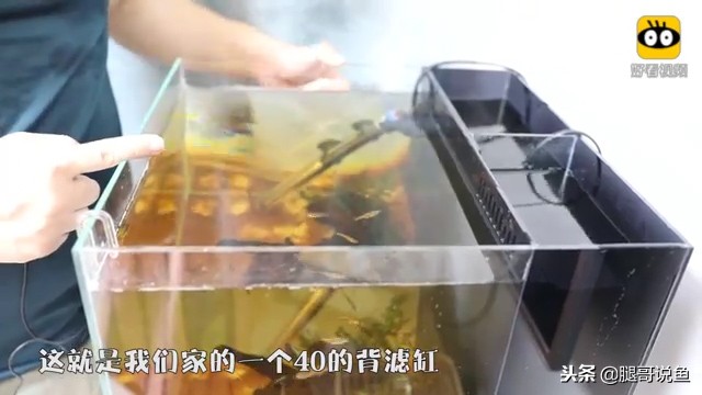 大缸什么过滤效果最好,什么过滤方式小缸效果最佳