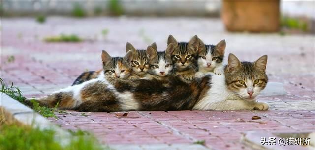 流浪小奶猫被带走猫妈妈会伤心吗,小奶猫会因为什么原因死亡