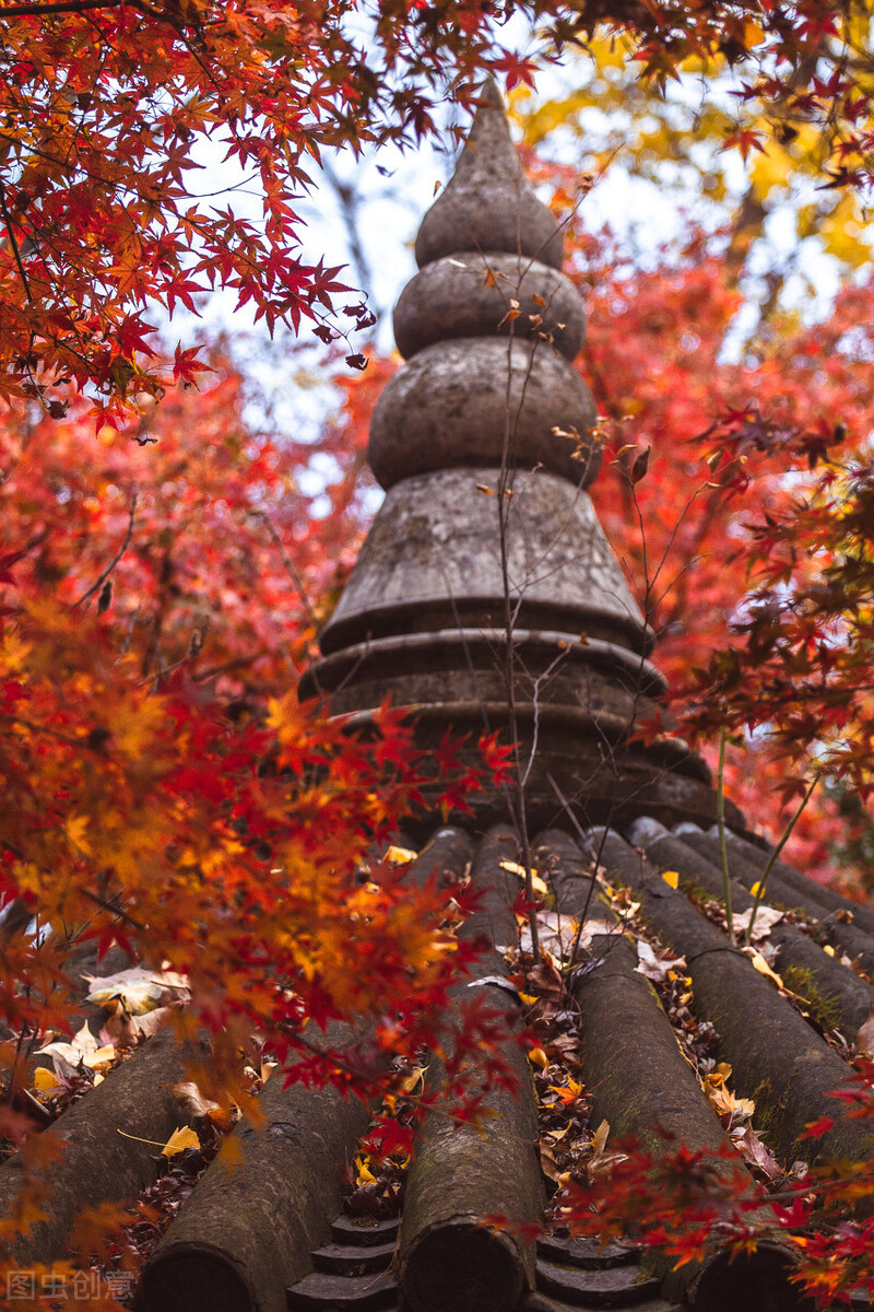 江南的秋天,温柔诗意,漫步姑苏城感受岁月静好,人间值得
