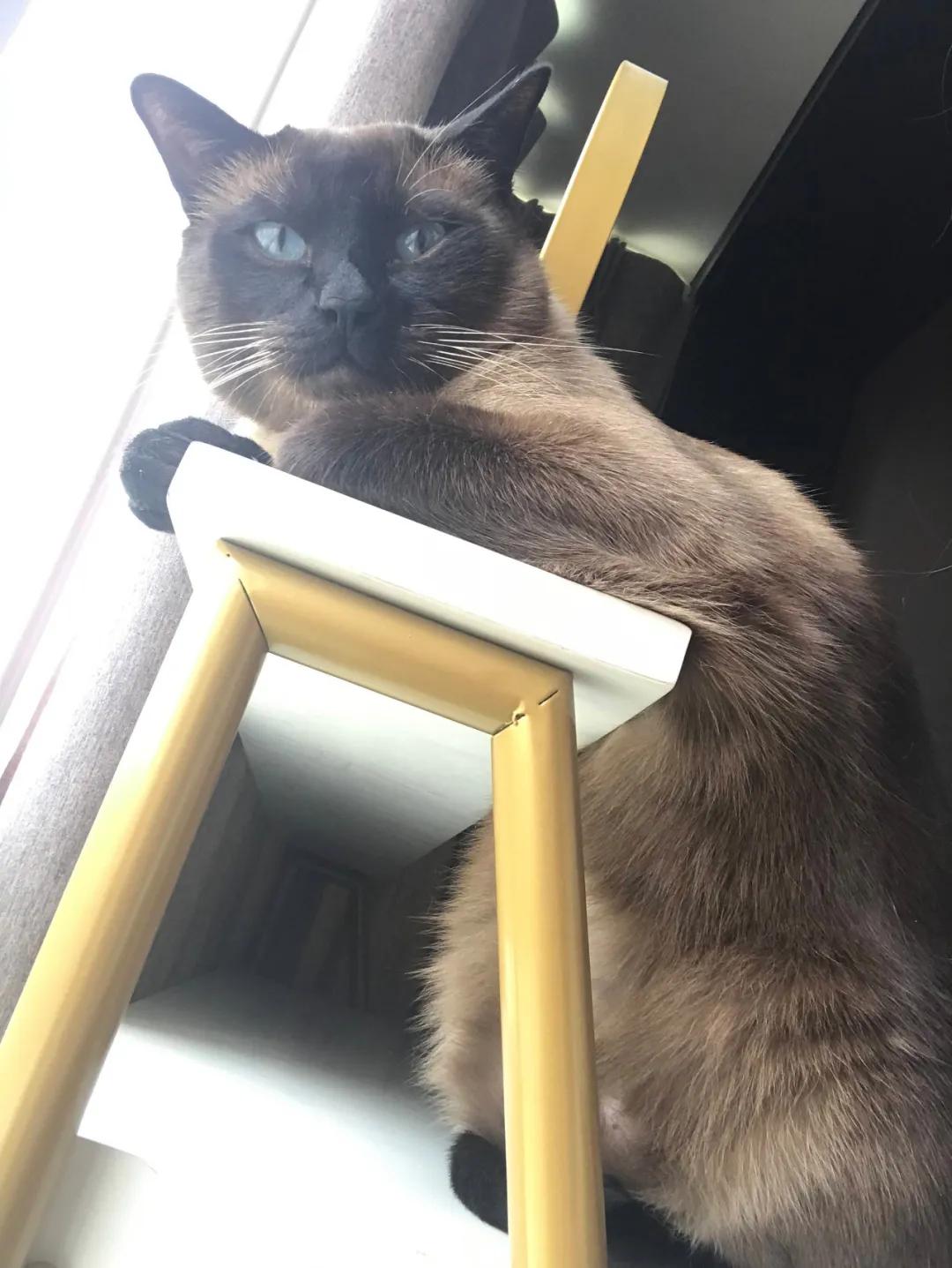 暹罗糊了是不是就不会白回来了,怎么看暹罗长大不会糊