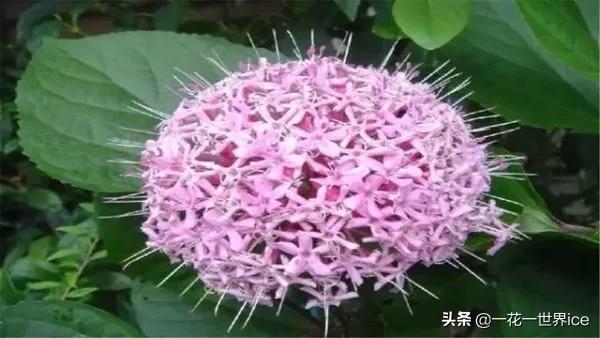 农村什么草治痔疮良药,治疗痔疮草叫什么草