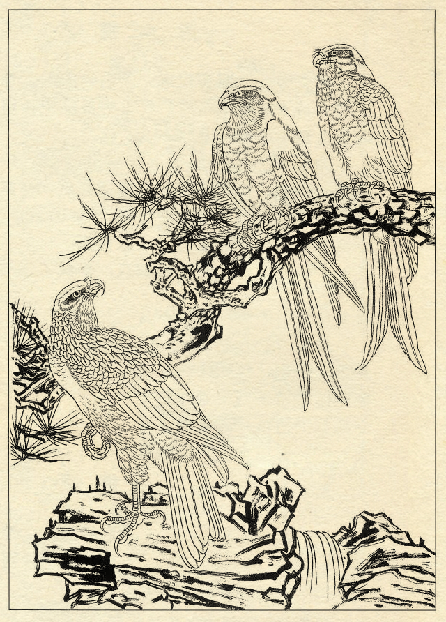 鹰的工笔底稿白描大图,白描鹰的画法图片