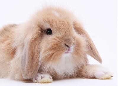 兔子好饲养吗,兔子好养殖么