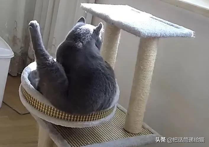 兔耳朵猫：我那么努力，就是为了能跟你永远在一起