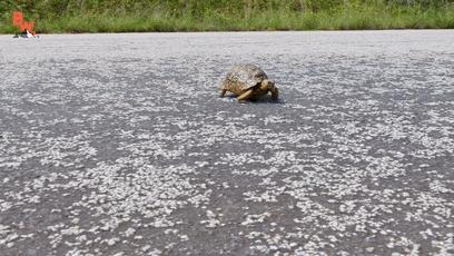 龟龟长大了,我滴个龟龟是什么意思