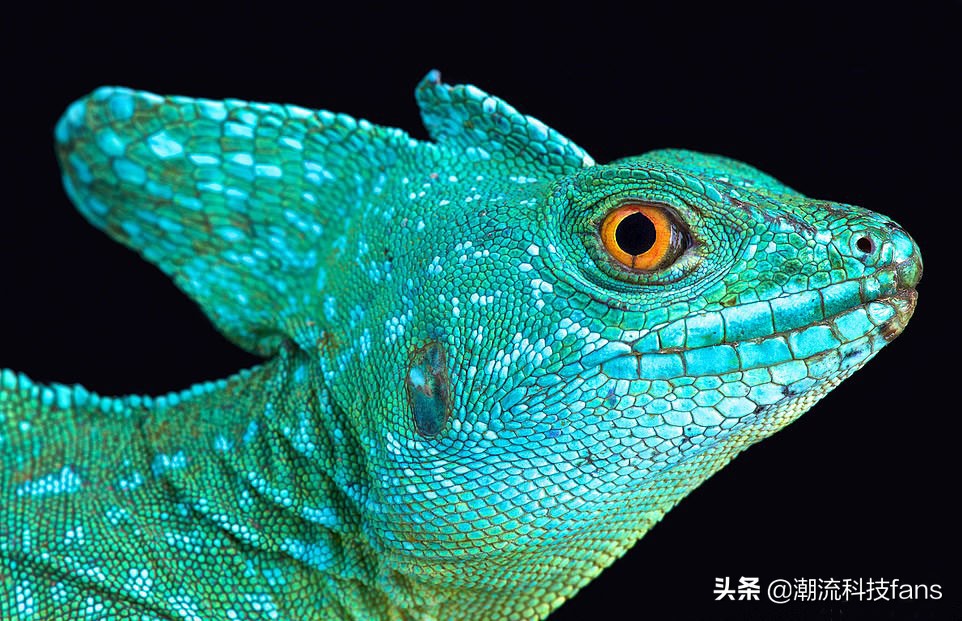 盘点那些美丽的动物,美丽且濒危的动物