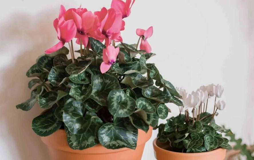 夏天养仙客来怎么养,半年苗仙客来休眠怎么养护