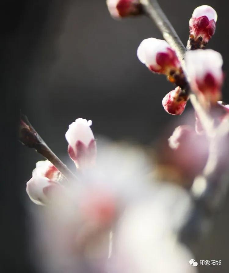 晋城哪里可以春游,晋城附近春游景点