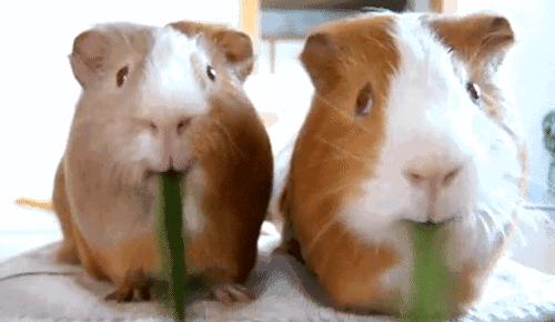 荷兰猪和荷兰鼠有什么区别,荷兰猪是豚鼠还是小香猪