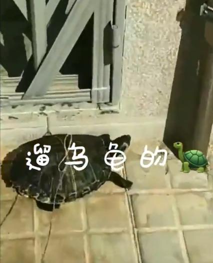 已经遛我38次了!西班牙限行后,主人为了出门把狗都遛瘫了