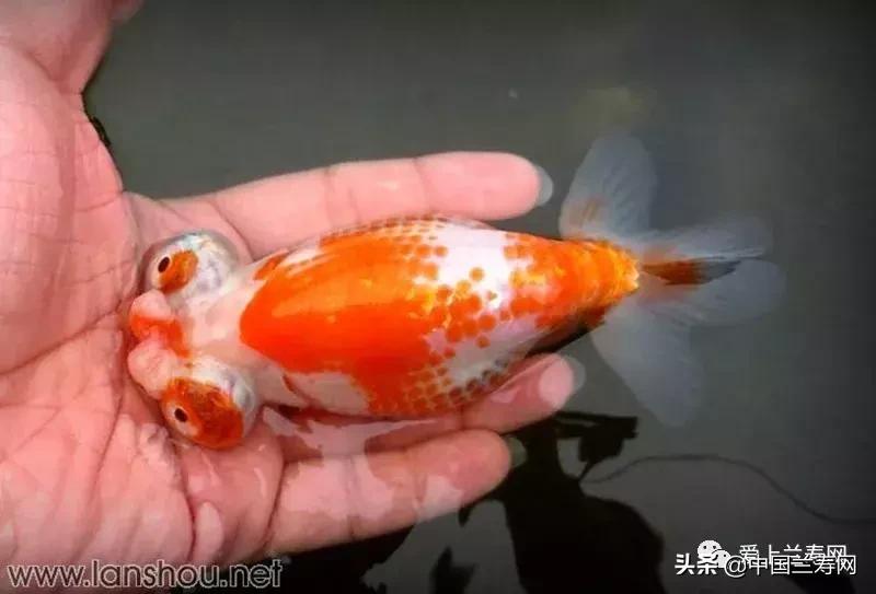 各种金鱼欣赏,金鱼鉴赏