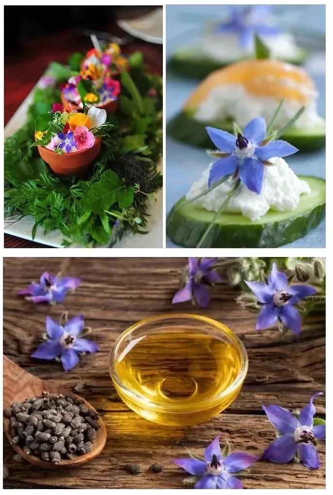 观花草本植物推荐,最具观赏性的观叶植物