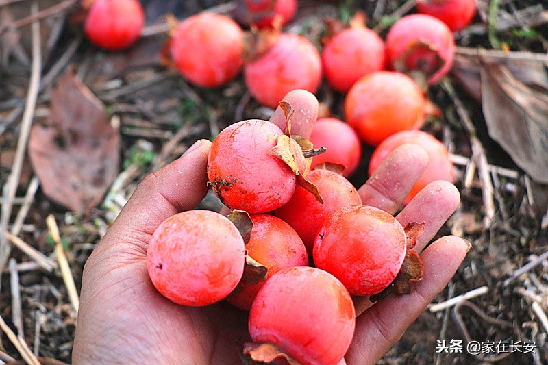 秋天家门口的柿子美景图,秋天的柿子是思乡的柿子