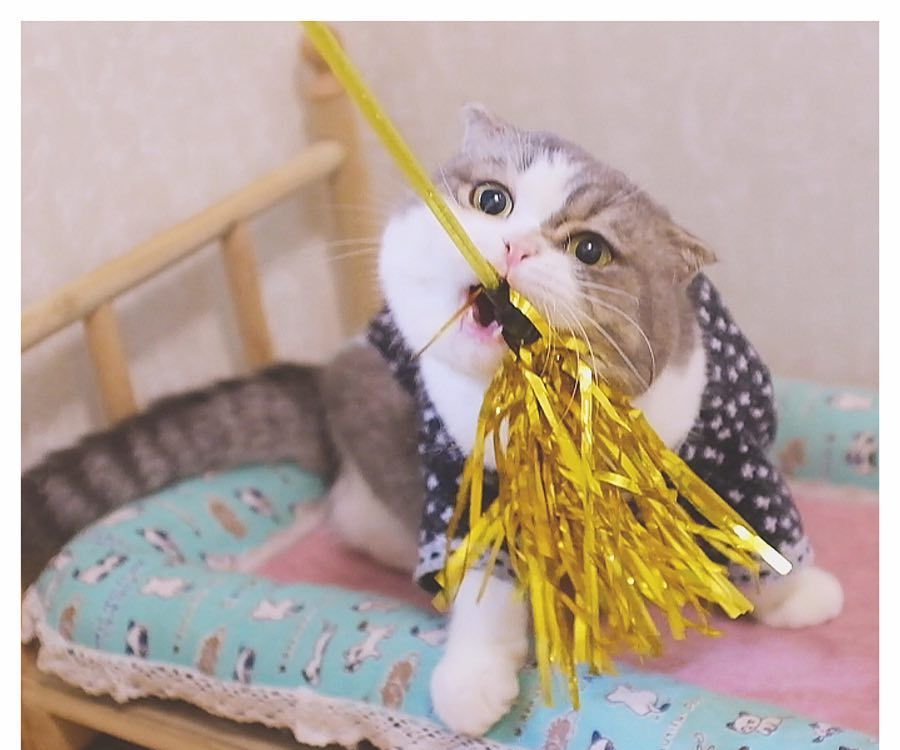 怎么培养猫咪玩游戏,猫咪如何玩儿游戏