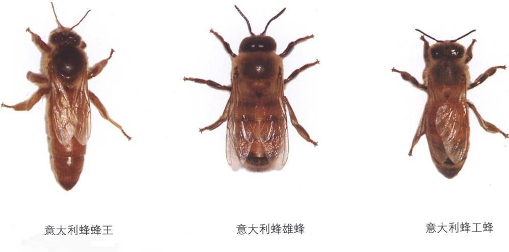 世界四大蜂种是哪种,中国四大蜜蜂种类区别