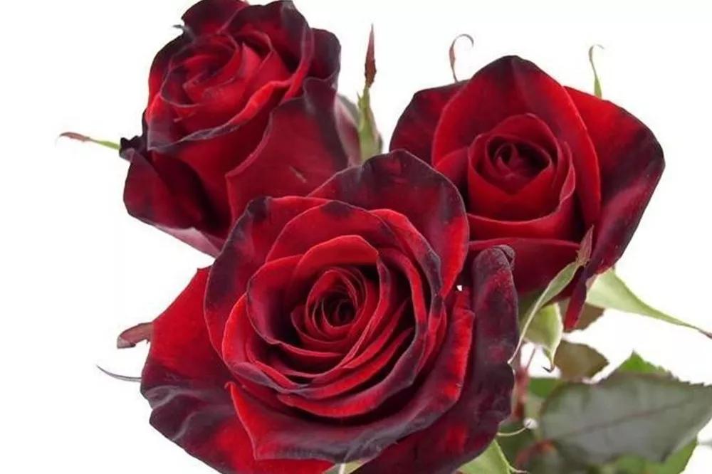 花店常用玫瑰花品种大全,一篇文章带你认识三亚40种花