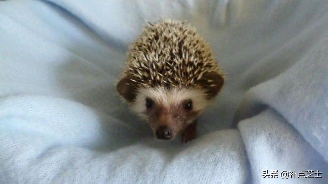 关于刺猬的小知识,宠物刺猬的冷知识