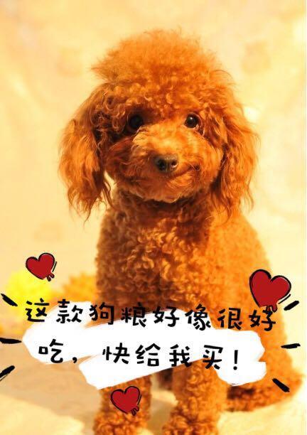 怎样改掉泰迪犬的坏习惯,惩罚泰迪犬5个禁忌绝不能犯