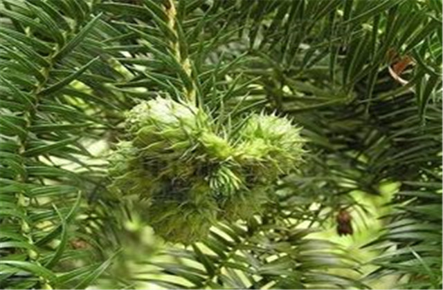 杉木栽植技术要点有哪些,杉木种植方法与技术