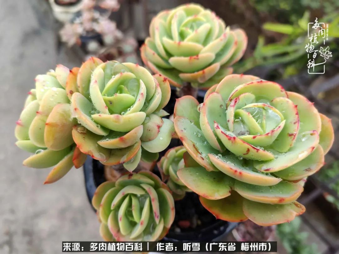 爱上多肉精致生活,爱上多肉我们的减压法宝