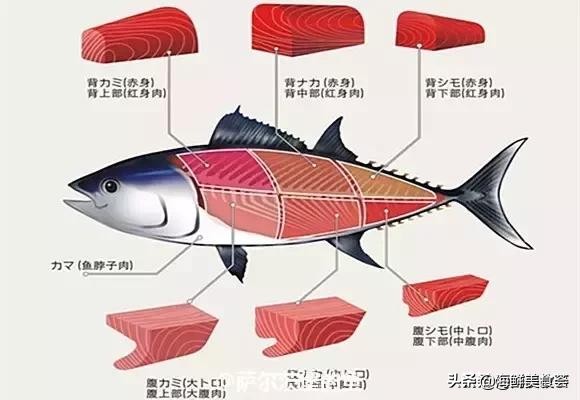 各种寿司纯鲜三文鱼刺身,日本传统寿司都用什么鱼