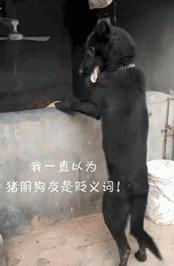 让人一看就能笑死的沙雕图片,史上最沙雕的100张图片