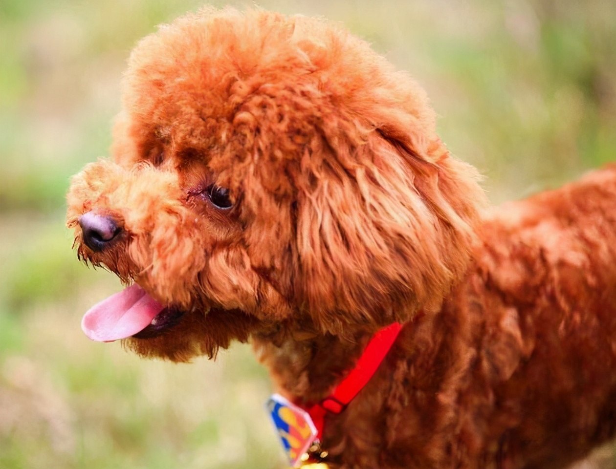 泰迪犬焦虑怎么办,泰迪犬生理缺陷