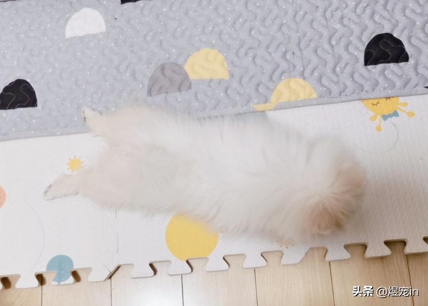 博美换牙松动怎么办,狗博美换牙后是不是不会很尖了