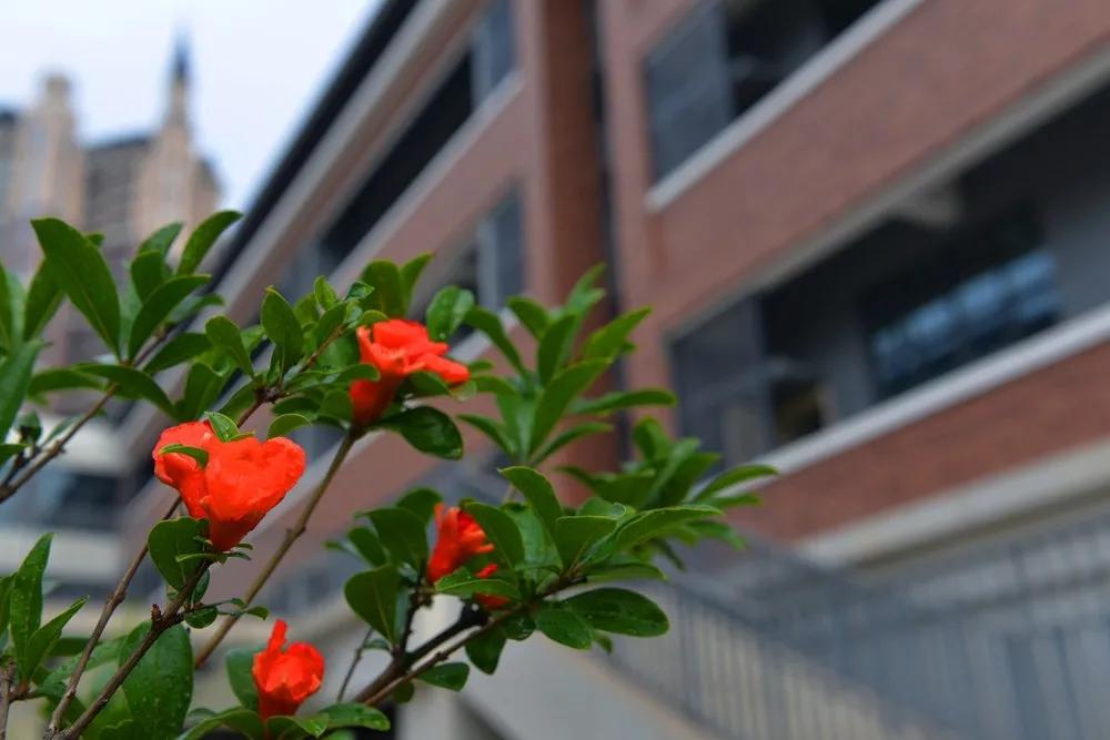 颜值冲锋，实力断后！一大批新学校曝光，太“刷脸”了