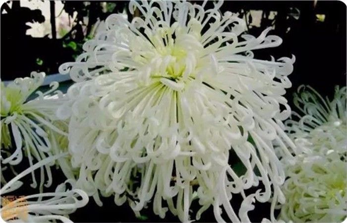 菊花100幅欣赏,菊花的十大绝美诗句